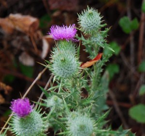 DSC_0650 Thistle